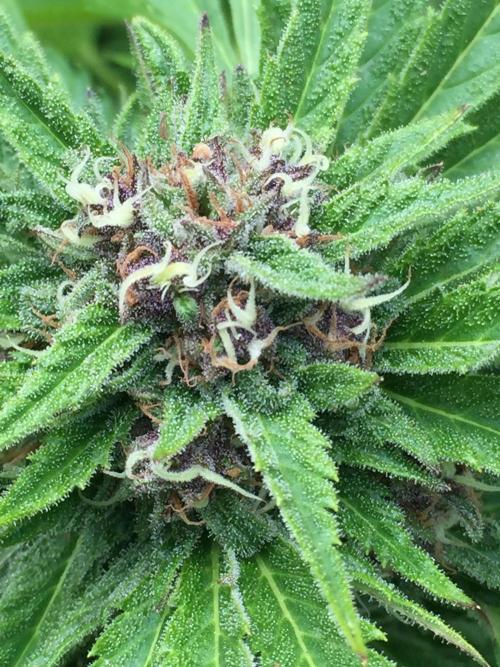 FastBuds 2026 Outdoor Contest. Week 12 - Day 82