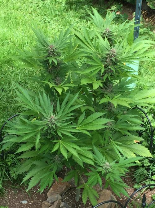 FastBuds 2026 Outdoor Contest. Week 12 - Day 82
