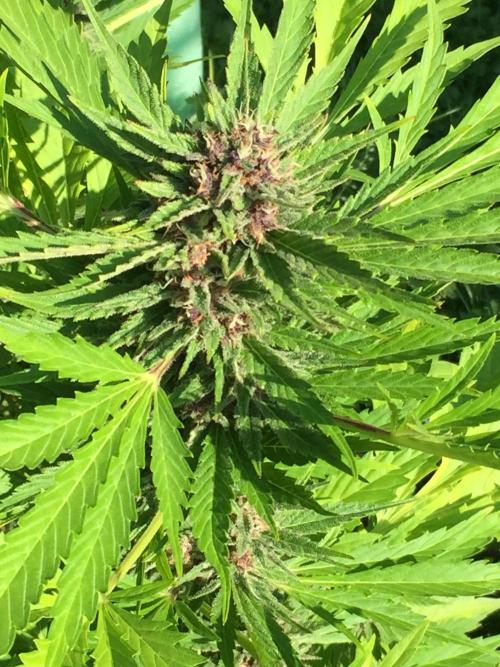 FastBuds 2026 Outdoor Contest. Week 12 - Day 83