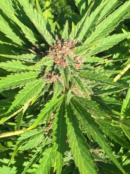 FastBuds 2026 Outdoor Contest. Week 12 - Day 84