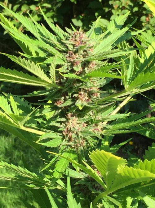 FastBuds 2026 Outdoor Contest. Week 12 - Day 84