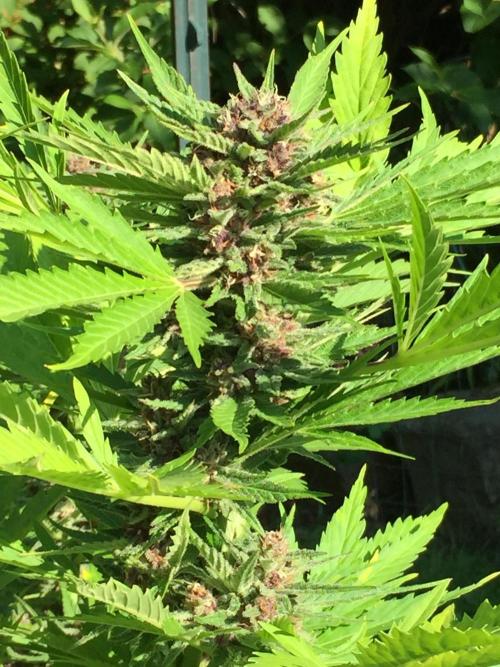 FastBuds 2026 Outdoor Contest. Week 12 - Day84