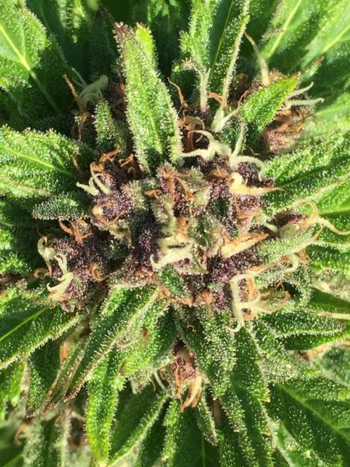 FastBuds 2026 Outdoor Contest. Week 12 - Day 84