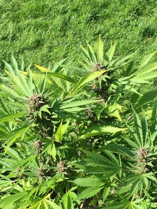 FastBuds 2026 Outdoor Contest. Week 12 - Day 84