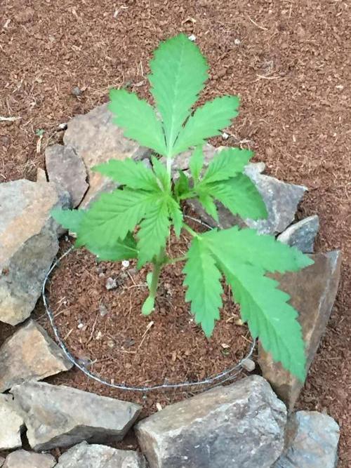 Cherry Cola Auto RF3. Week 3