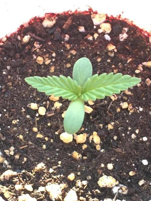 FastBuds 2026 Outdoor Contest. Week 1 - 5