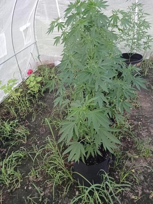 Green house