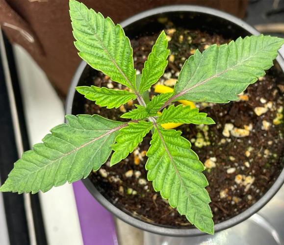 Terpyz - Cheesus Christ S1. Week 2 - 14 days above ground