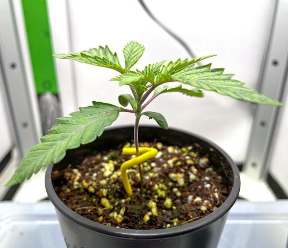 Terpyz - Cheesus Christ S1. Week 2 - 14 days above ground