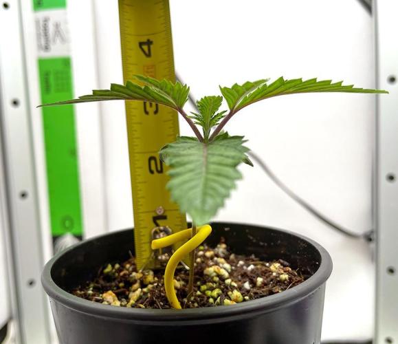 Terpyz - Cheesus Christ S1. Week 2 - 14 days above ground