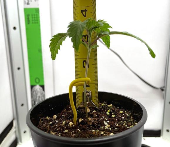 Terpyz - Neon Wasabii. Week 2 - 14 days above ground