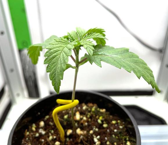 Terpyz - Neon Wasabii. Week 2 - 14 days above ground