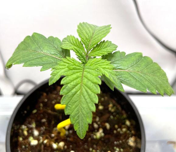 Terpyz - Neon Wasabii. Week 2 - 14 days above ground