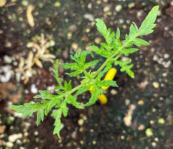 Terpyz - Mentha De Croco. Week 2 - 14 days above ground