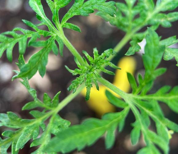 Terpyz - Mentha De Croco. Week 2 - 21 days above ground