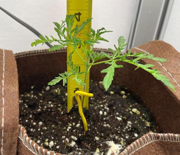 Terpyz - Mentha De Croco. Week 2 - 20 days above ground