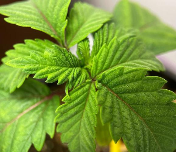 Terpyz - Neon Wasabii. Week 2 - 16 days above ground