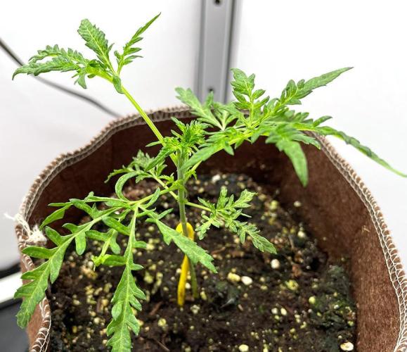 Terpyz - Mentha De Croco. Week 3 - 22 days above