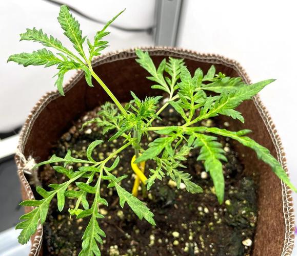 Terpyz - Mentha De Croco. Week 3 - 22 days above