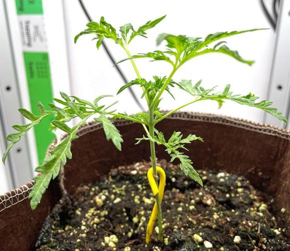 Terpyz - Mentha De Croco. Week 3 - 22 days above