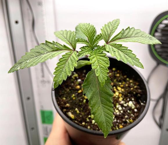 Terpyz - Cheesus Christ S1. Week 2 - 16 days above