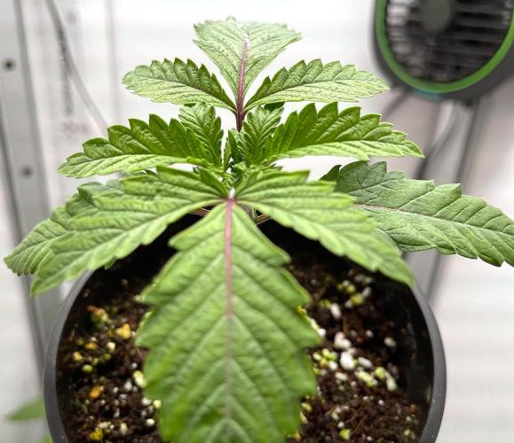 Terpyz - Cheesus Christ S1. Week 2 - 16 days above