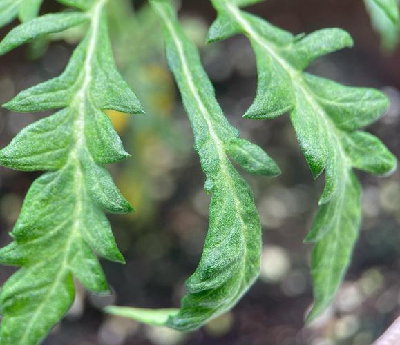 Terpyz - Mentha De Croco. Week 3 - 26 days above ground