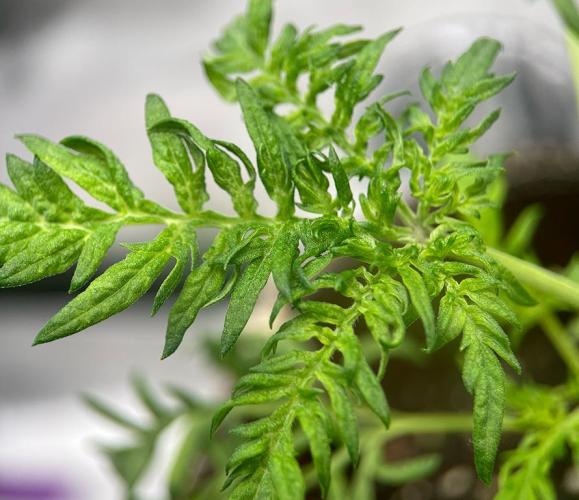 Terpyz - Mentha De Croco. Week 3 - 26 days above ground