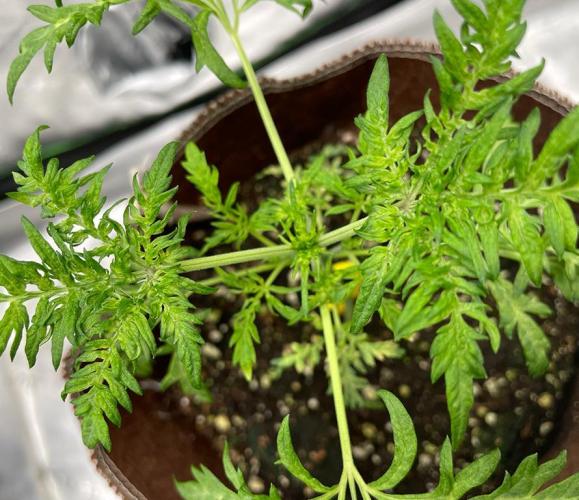 Terpyz - Mentha De Croco. Week 3 - 26 days above ground