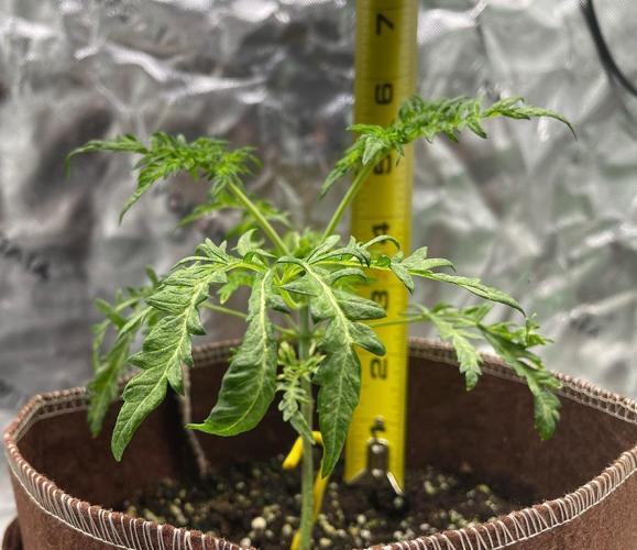 Terpyz - Mentha De Croco. Week 3 - 26 days above ground