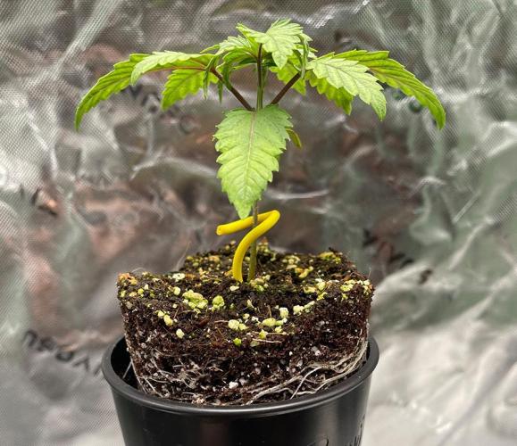 Terpyz - Cheesus Christ S1. Week 2 - 20 days above ground