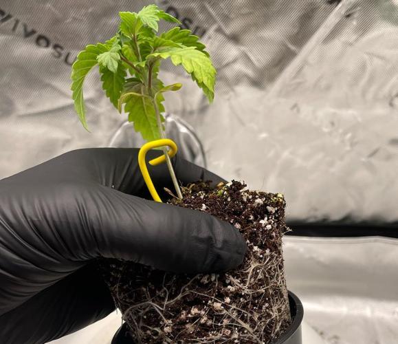 Terpyz - Neon Wasabii. Week 2 - 20 days above ground.