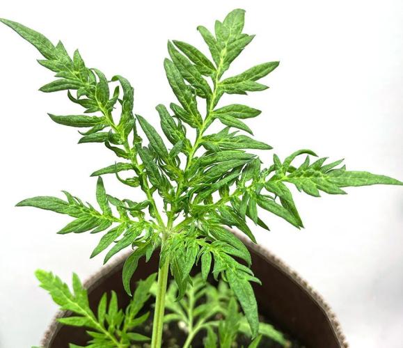 Terpyz - Mentha De Croco. Week 4 - 28 days above ground