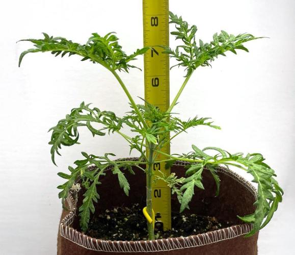 Terpyz - Mentha De Croco. Week 4 - 28 days above ground
