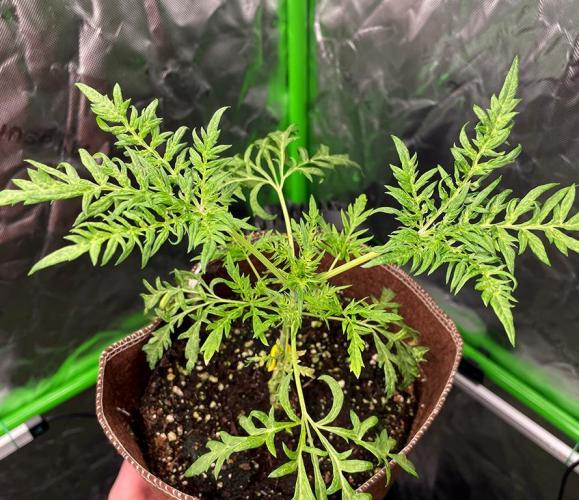 Terpyz - Mentha De Croco. Week 4 - 28 days above ground
