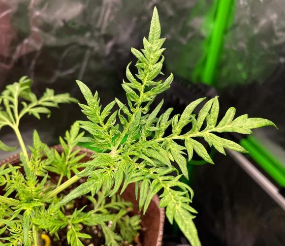 Terpyz - Mentha De Croco. Week 4 - 28 days above ground
