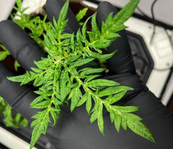 Terpyz - Mentha De Croco. Week 4 - 28 days above ground
