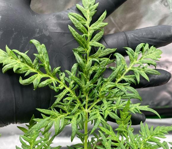 Terpyz - Mentha De Croco. Week 4 - 33 days