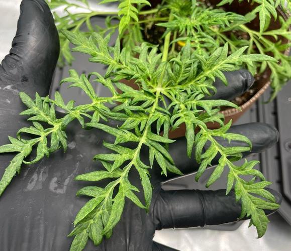 Terpyz - Mentha De Croco. Week 4 - 33 days