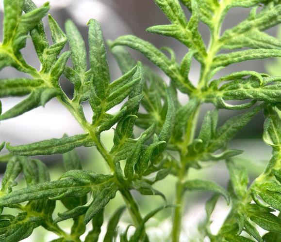 Terpyz - Mentha De Croco. Week 4 - 33 days