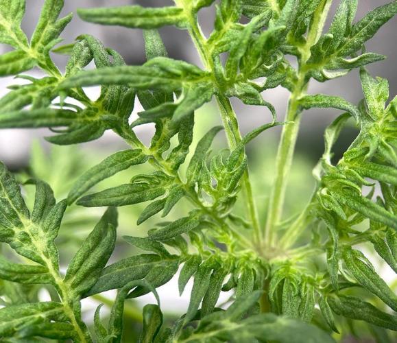 Terpyz - Mentha De Croco. Week 4 - 33 days