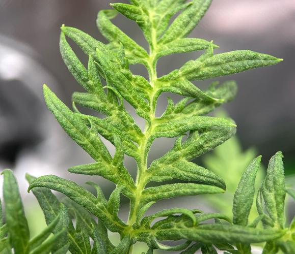 Terpyz - Mentha De Croco. Week 4 - 33 days