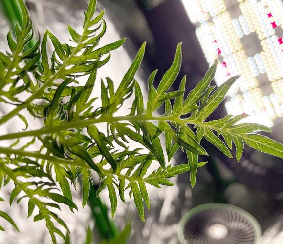 Terpyz - Mentha De Croco. Week 4 - 33 days