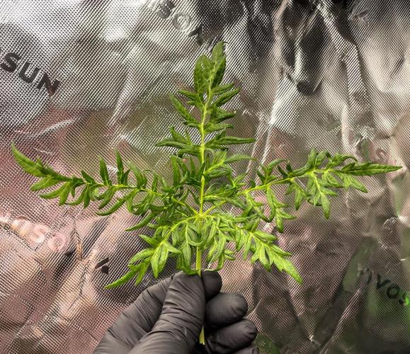 Terpyz - Mentha De Croco. Week 5 - Accident 5 weeks leaf