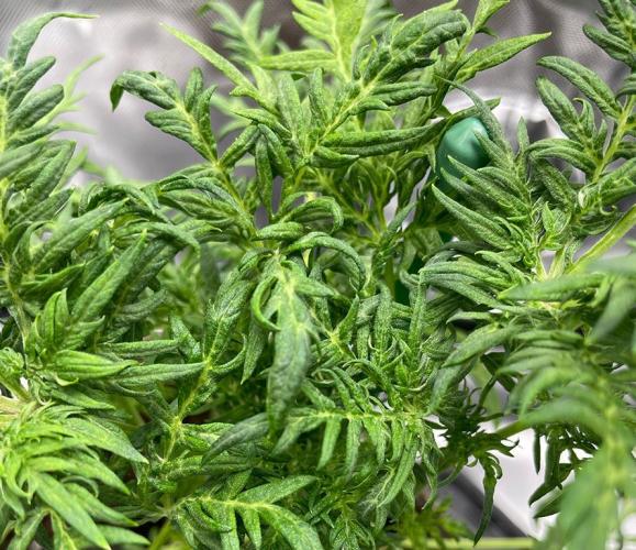 Terpyz - Mentha De Croco. Week 5 - 5 weeks leaf