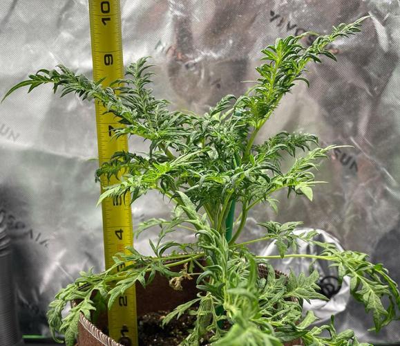 Terpyz - Mentha De Croco. Week 5 - 5 weeks leaf