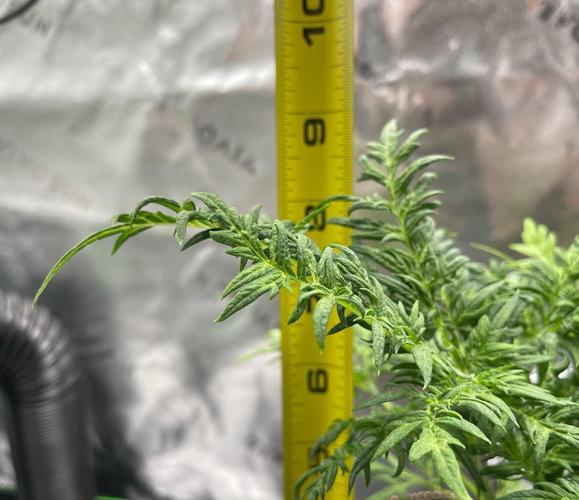 Terpyz - Mentha De Croco. Week 5 - 5 weeks leaf