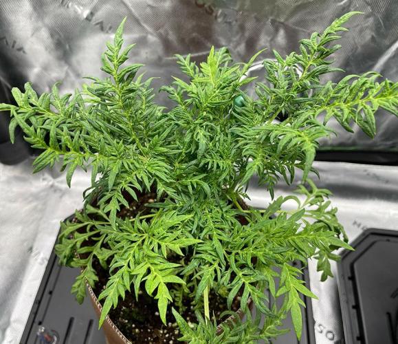 Terpyz - Mentha De Croco. Week 5 - 5 weeks leaf