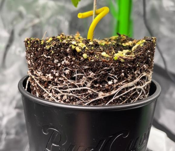 Terpyz - Cheesus Christ S1. Week 3