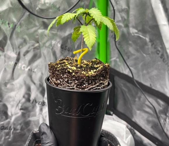 Terpyz - Cheesus Christ S1. Week 3